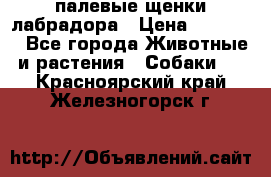 палевые щенки лабрадора › Цена ­ 30 000 - Все города Животные и растения » Собаки   . Красноярский край,Железногорск г.